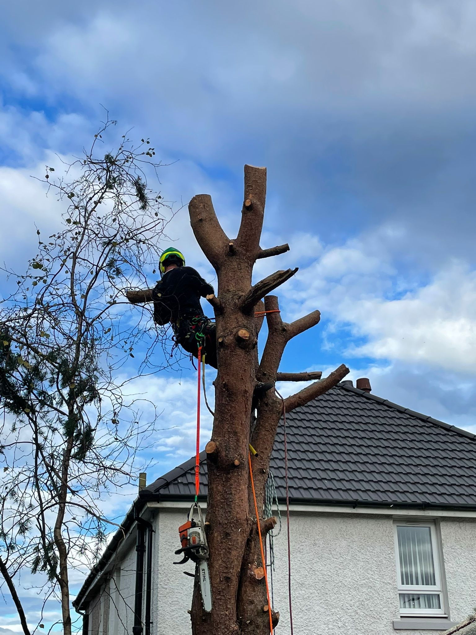 Tree Removal Kirkintilloch