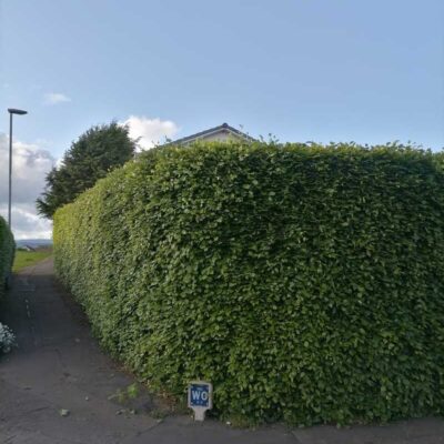Beech Hedge Trimming Bishopbriggs