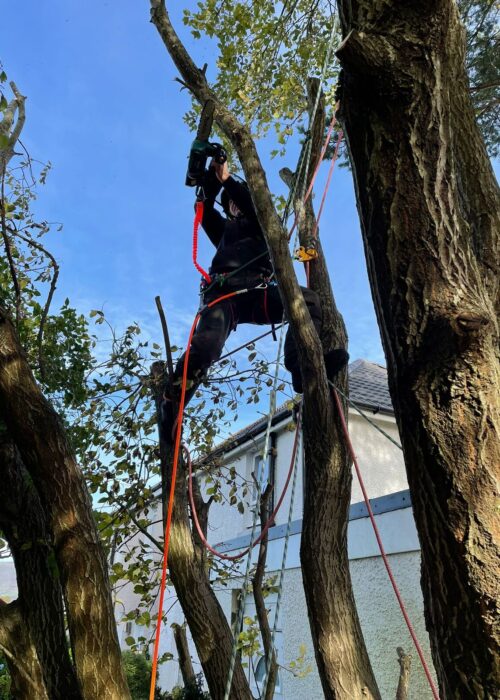 Tree Surgeon in Glasgow - Scottish Pine Tree Surgeon in Glasgow - Scottish Pine