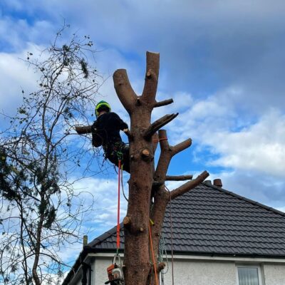Tree Surgeon Project - During