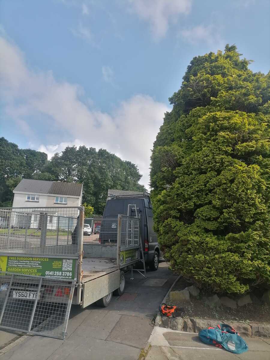 Tree Removal Cumbernauld