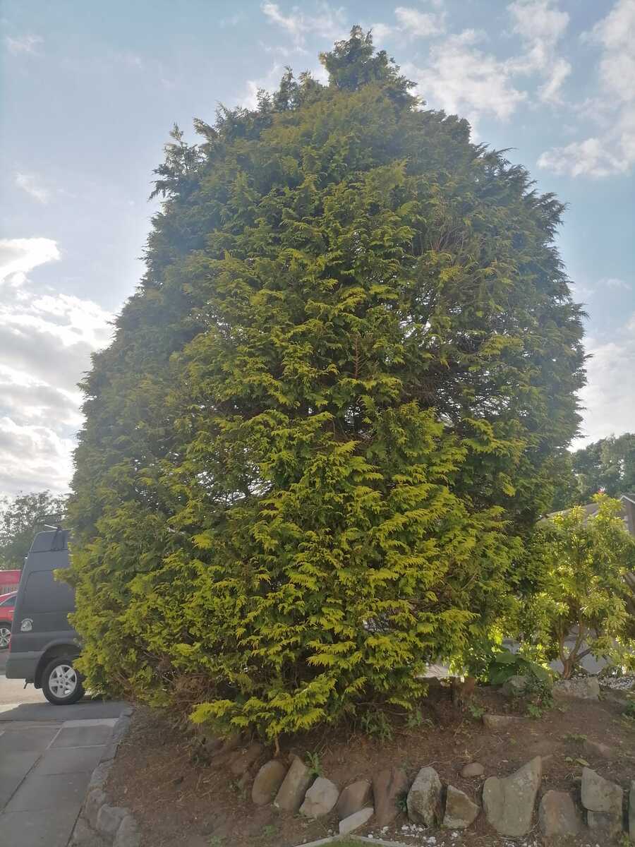 Tree Removal Cumbernauld