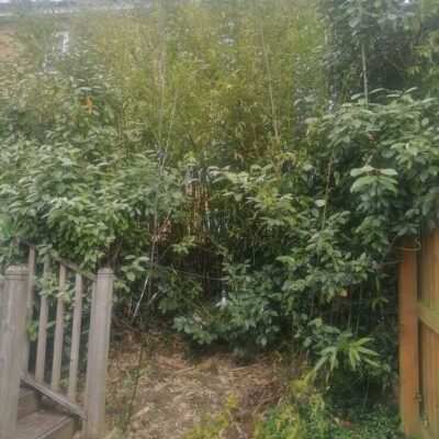 Bamboo Removal Lenzie, Glasgow