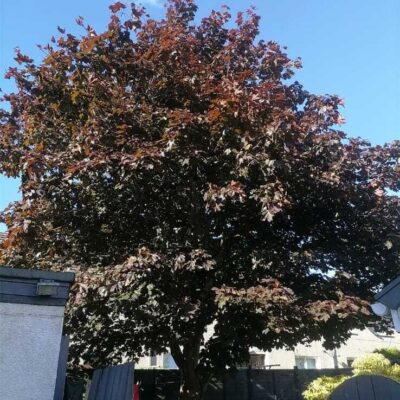 Crown Reduction in Kirkintilloch Glasgow