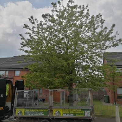 Crown Reduction in Parkhead Glasgow