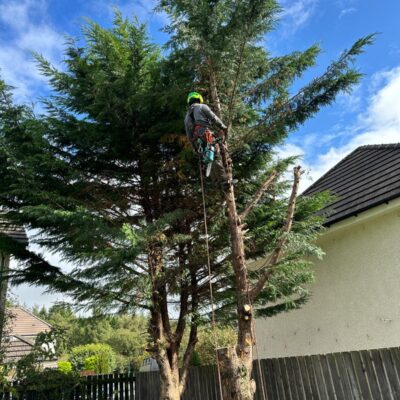 2 x Trees Removed Cumbernauld, Glasgow