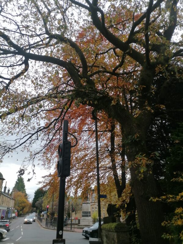Tree Pruning in Bearsden, Glasgow