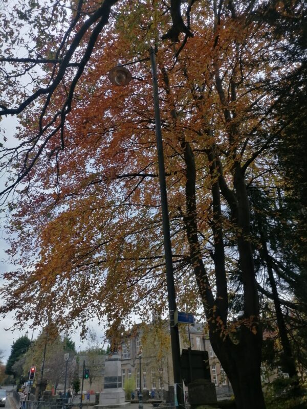 Tree Pruning in Bearsden, Glasgow