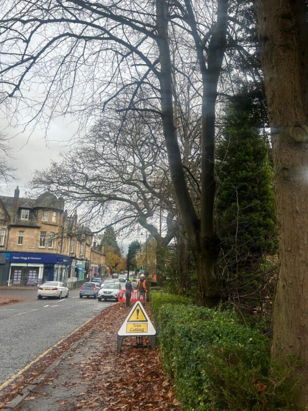Tree Pruning in Bearsden, Glasgow