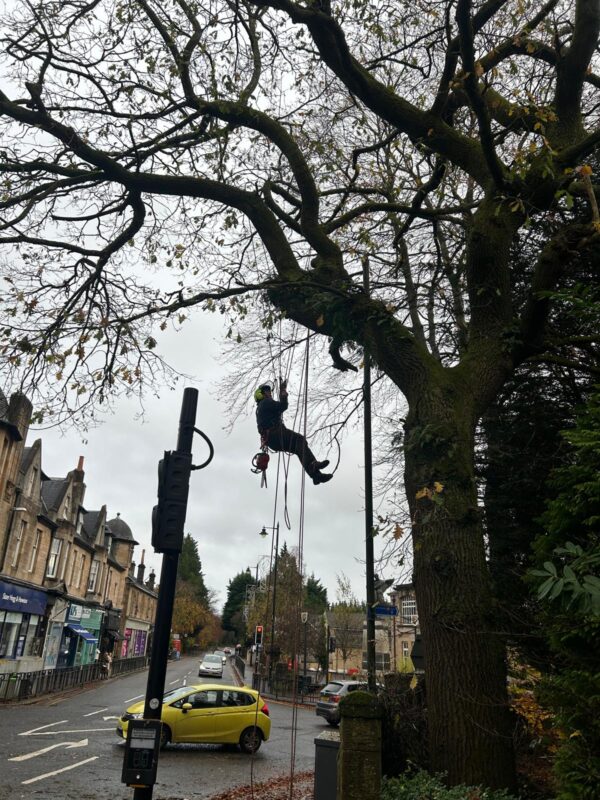 Tree Pruning in Bearsden, Glasgow