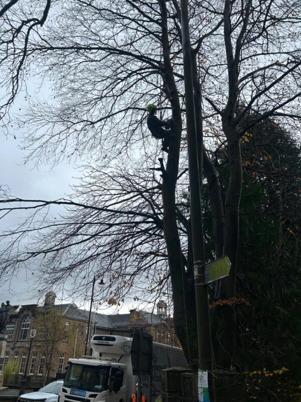Tree Pruning in Bearsden, Glasgow