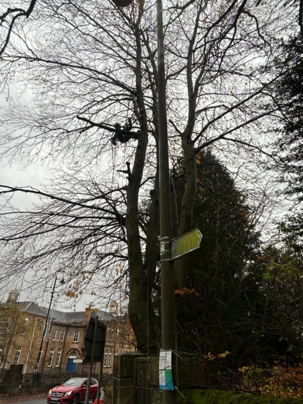 Tree Pruning in Bearsden, Glasgow