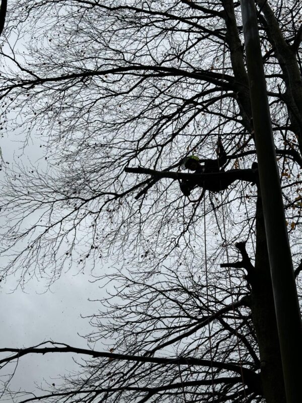 Tree Pruning in Bearsden, Glasgow