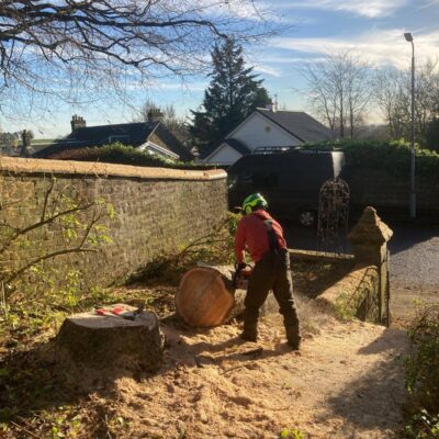 Large Tree Removal in Glasgow