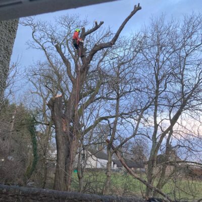 Dangerous Tree Removal Torrance