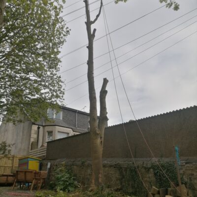 Dunfermline Large Tree Removal
