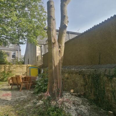 Dunfermline Large Tree Removal