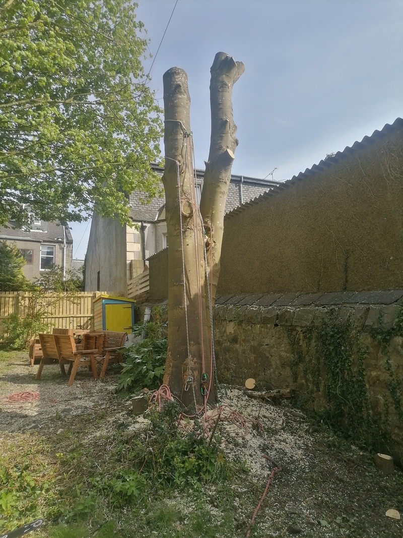 Dunfermline Large Tree Removal
