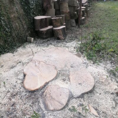 Dunfermline Large Tree Removal