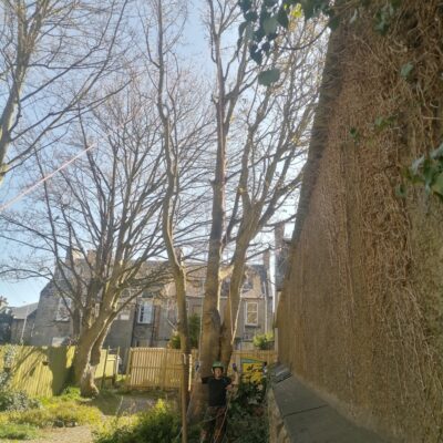 Dunfermline Large Tree Removal