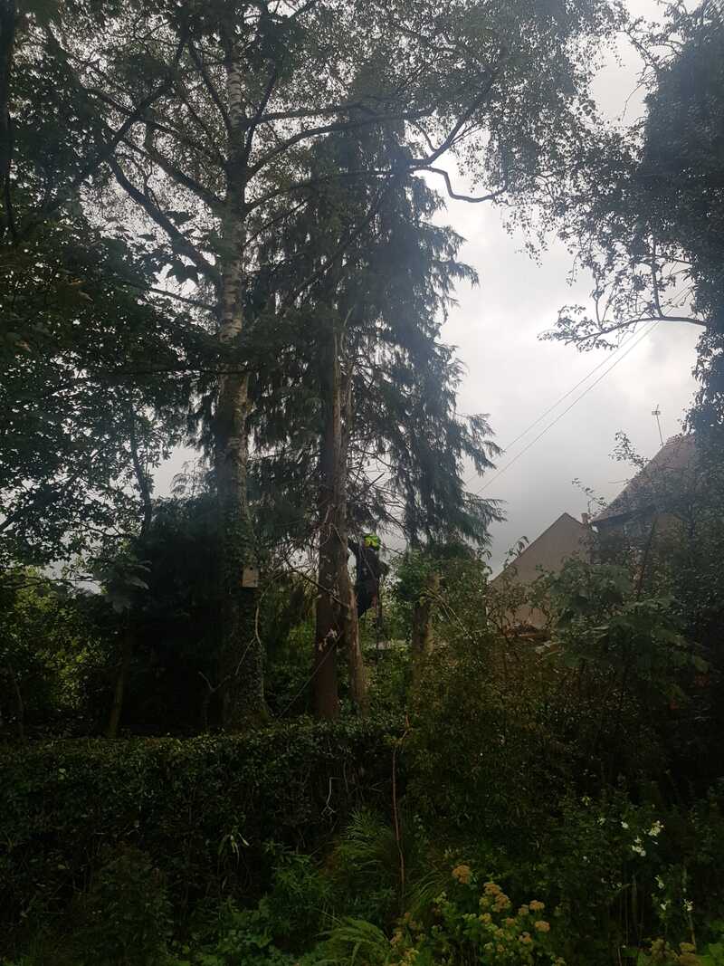 Tree Surgeon Lennoxtown