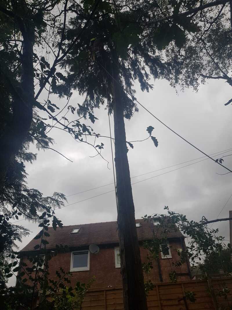 Tree Surgeon Lennoxtown