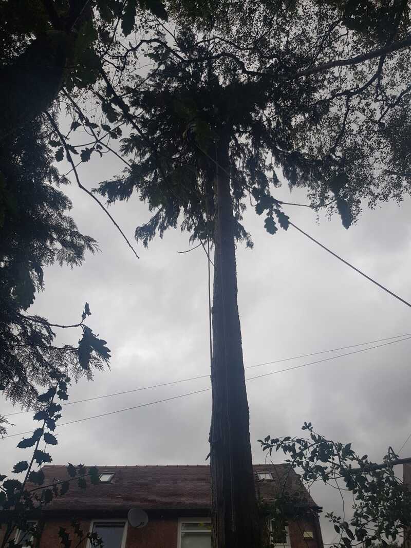 Tree Surgeon Lennoxtown