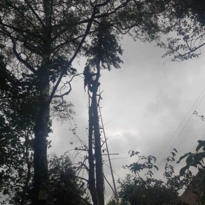 Tree Surgeon Lennoxtown