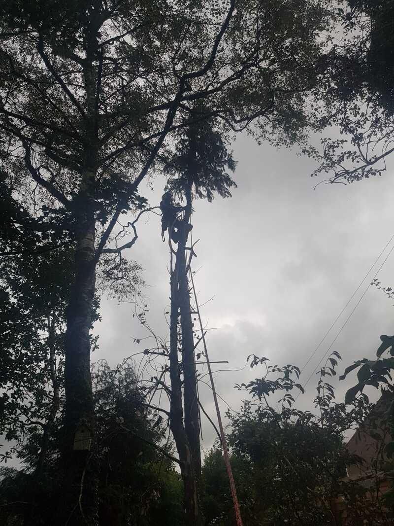 Tree Surgeon Lennoxtown