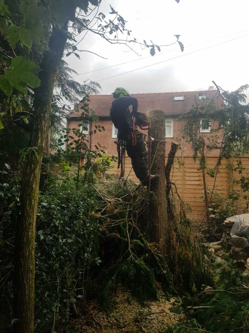 Tree Surgeon Lennoxtown