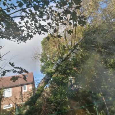 Windblown Tree Removal
