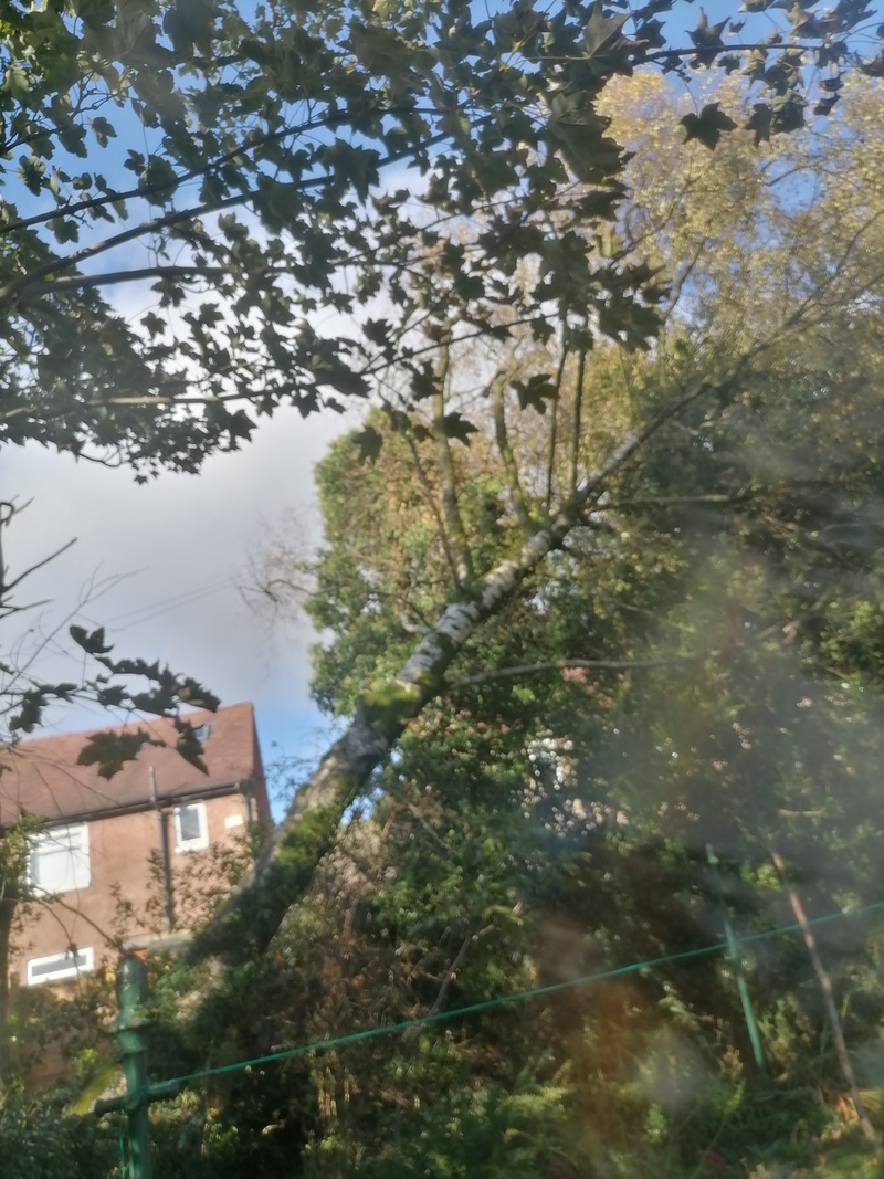 Windblown Tree Removal