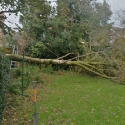 Windblown Tree Removal