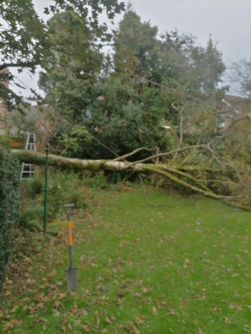 Windblown Tree Removal