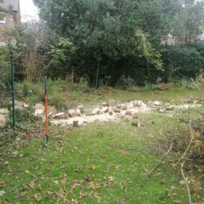 Windblown Tree Removal