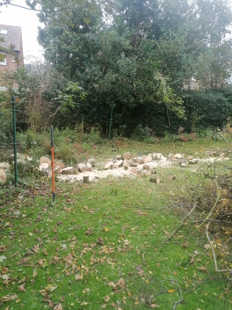 Windblown Tree Removal