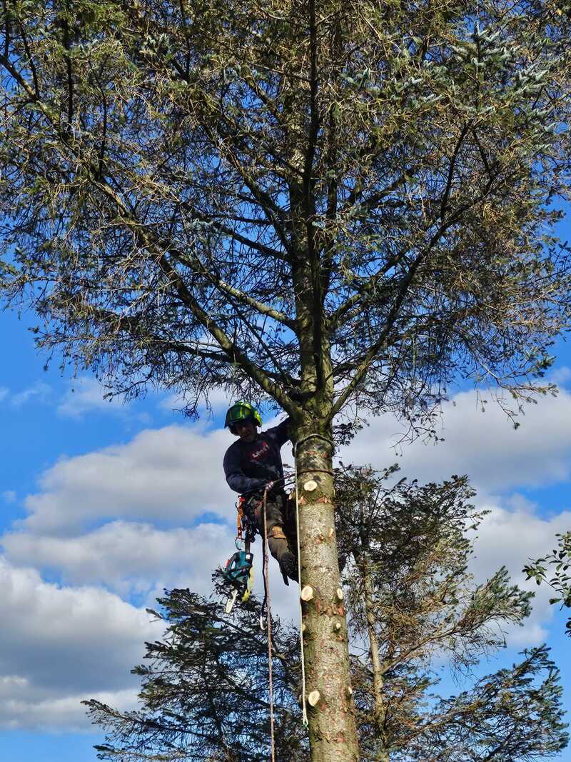 Barmulloch Tree Removal