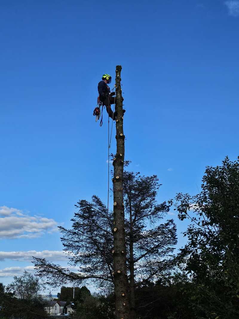 Tree Surgeon Barmulloch