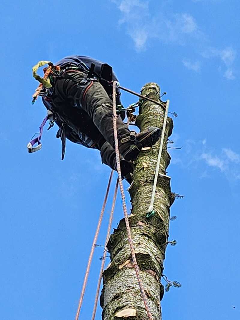 Tree Removal Barmulloch