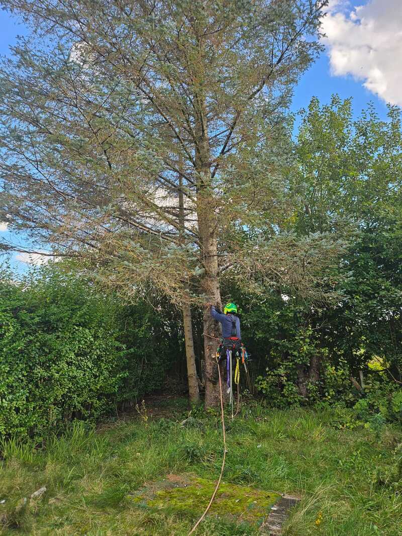 Tree Surgeon Barmulloch