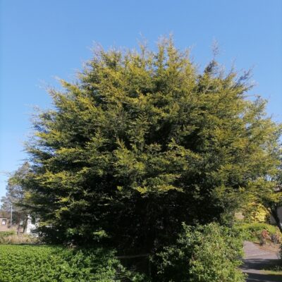 Cumbernauld Tree Topped & Shaped
