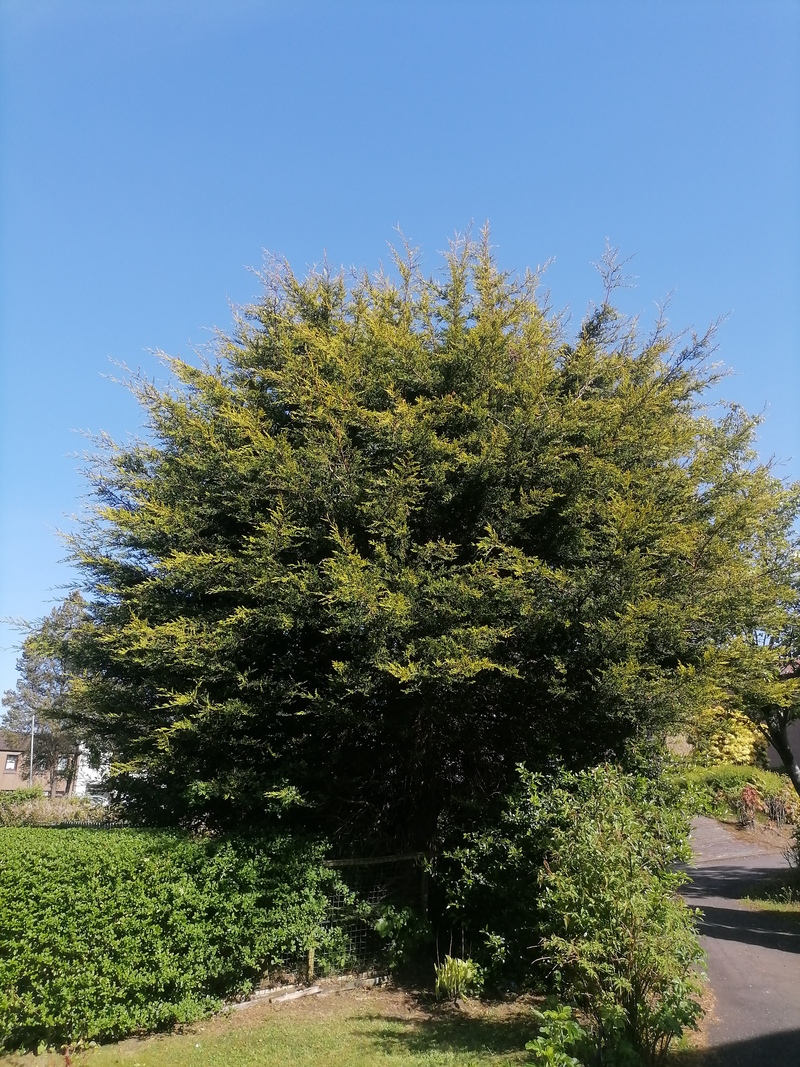Cumbernauld Tree Topped & Shaped