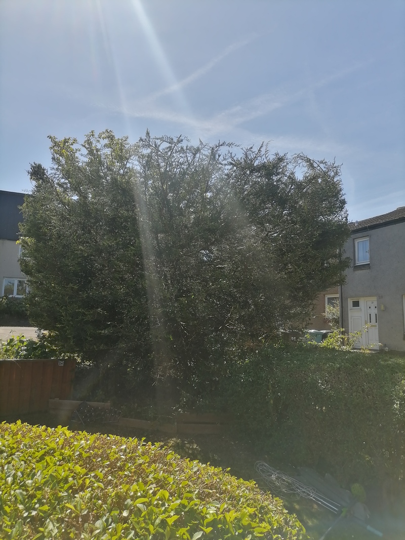 Cumbernauld Tree Topped & Shaped