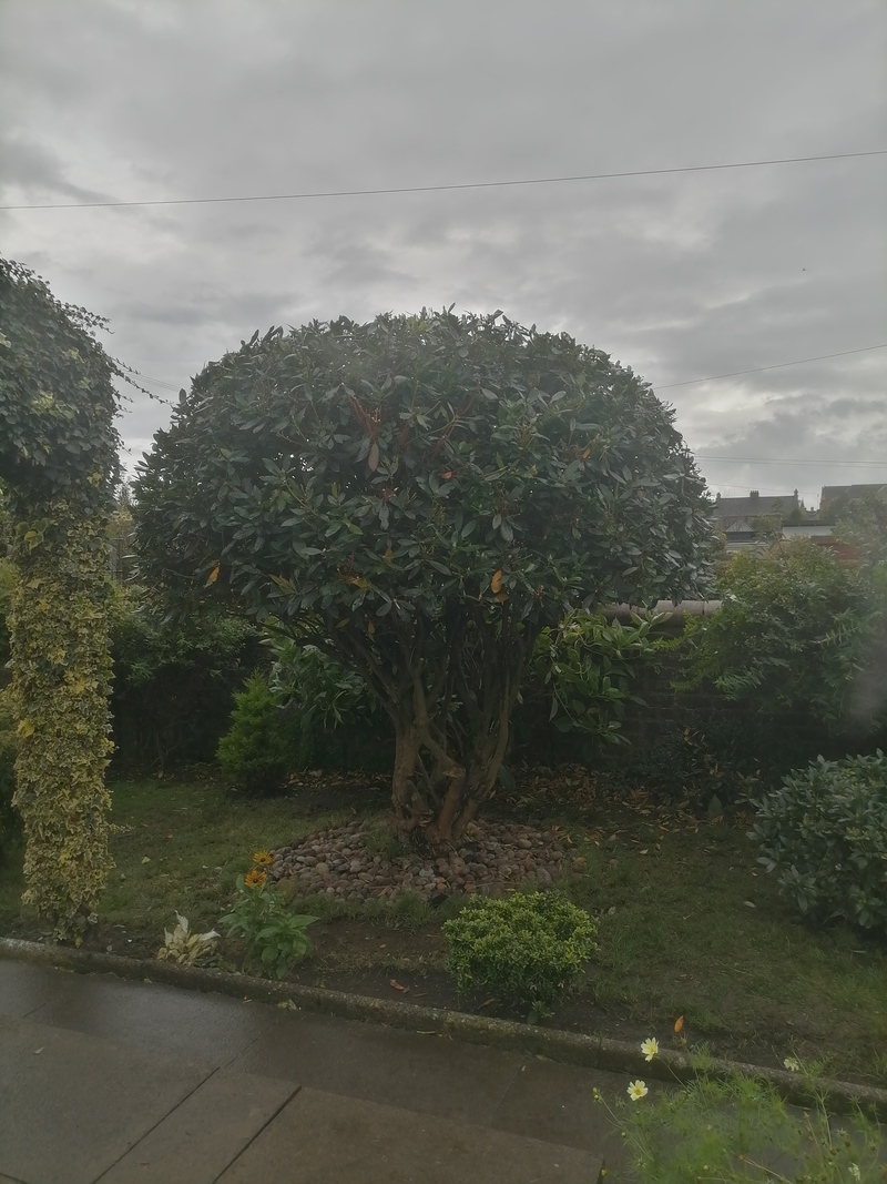 Falkirk Rhododendron