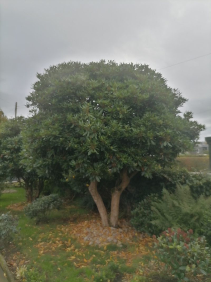 Falkirk Rhododendron