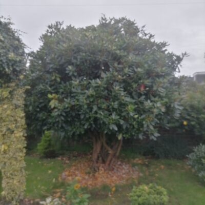 Falkirk Rhododendron