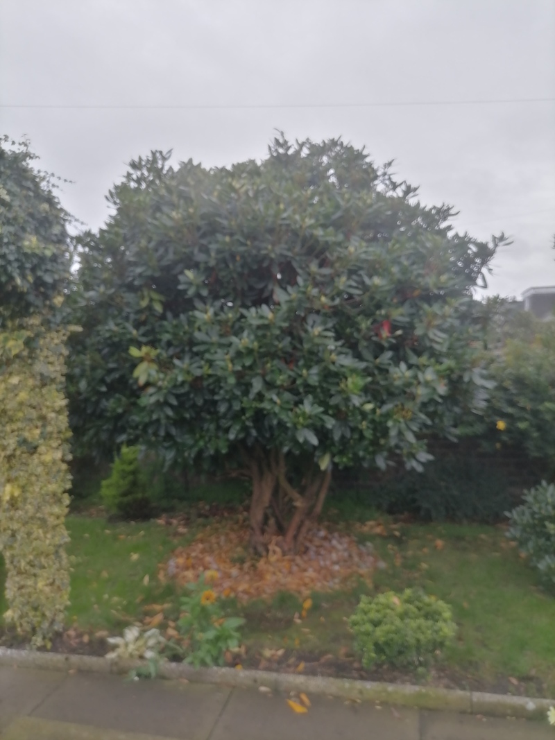 Falkirk Rhododendron