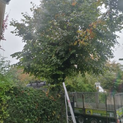 Kirkintilloch Repollarding