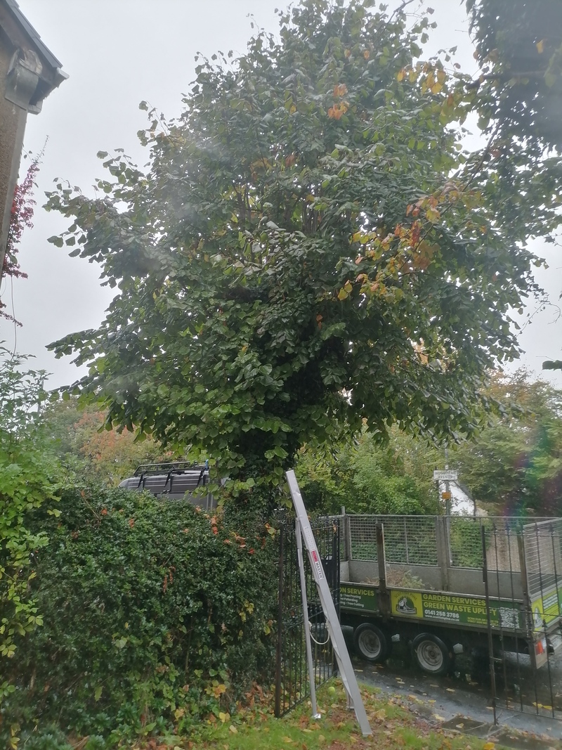 Kirkintilloch Repollarding