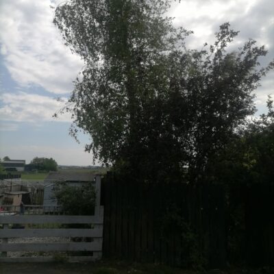 Kirkintilloch Tree Removal